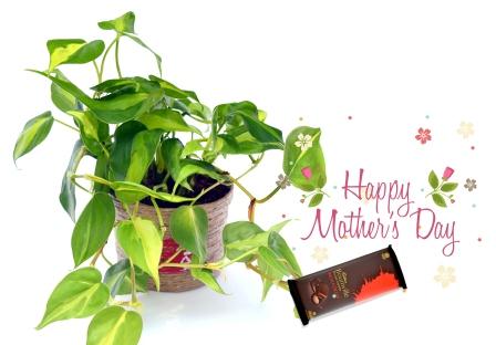 Oxycardium Indoor Plant combo