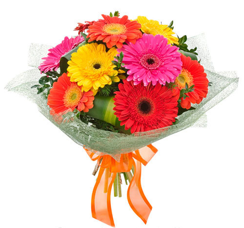 10 Mixed Gerberas Flower with Ribbon