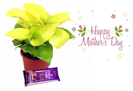 Golden Pothos Indoor Plant Combo