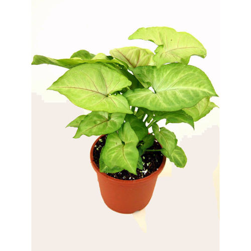 Hybrid Syngonium Plastic Pot Plant