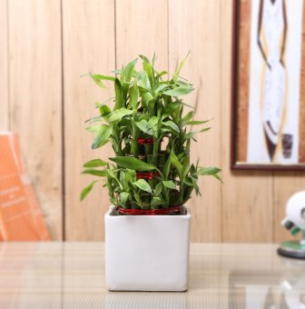 Nurturing Green Lucky Bamboo 3 layer  Big indoor plant
