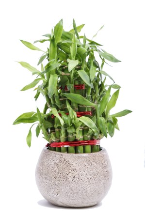 Nurturing Green Lucky Bamboo 3 layer  Big indoor Plant
