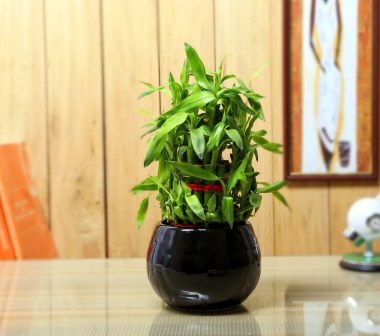 Nurturing Green Lucky Bamboo 3 layer  Big indoor Plant