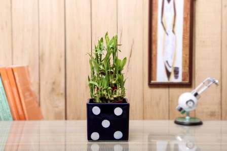 Nurturing Green Lucky Bamboo 3 layer indoor plant