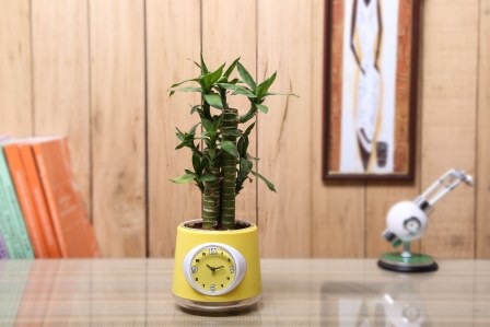 Nurturing Green Cutlleaf Bamboo  Indoor Plant With Clock Pot