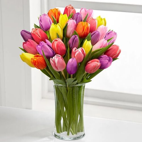 Seraphic Beauty Tulip Flower