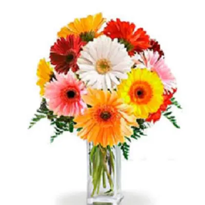 Gerbera Flowers