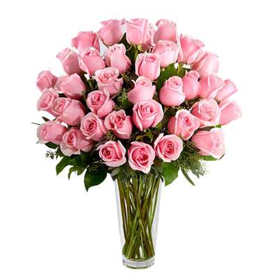 Admiring Pink Roses Flower