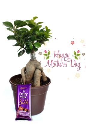 Ficus 3 year old Bonsai Combo Plant