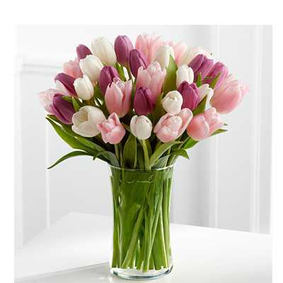 Coloured Hush Tulips Flower