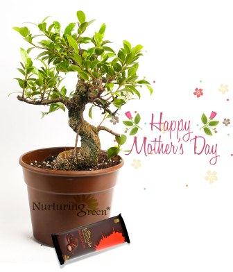 S Shape Ficus Bonsai Combo Plant