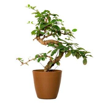 S Shape Carmona Bonsai Plant