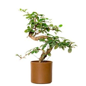 S Shape Carmona Bonsai Plant