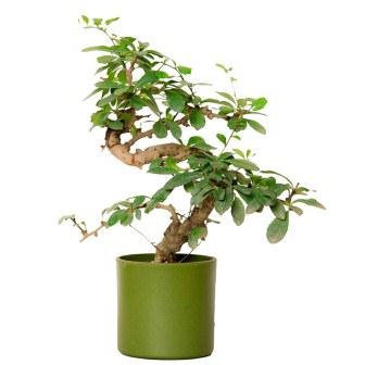 S Shape Carmona Bonsai Plant