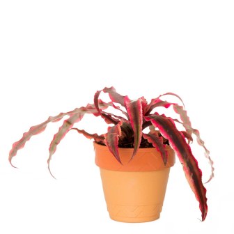 Cryptanthus Indoor Plant