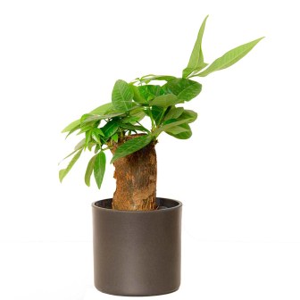 Straight Money Tree Indoor Plant 