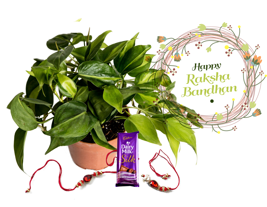 Raksha Bandhan Gift Oxycardium Indoor Plant Combo with Rakhi