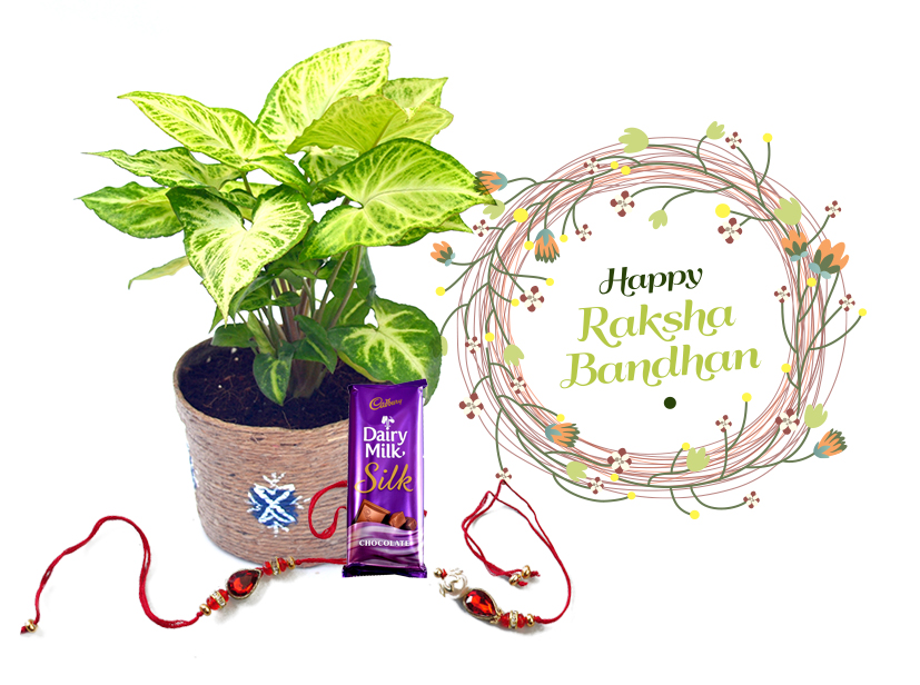 Raksha Bandhan Gift Indoor Plant Syngonium L&L Combo with Rakhi