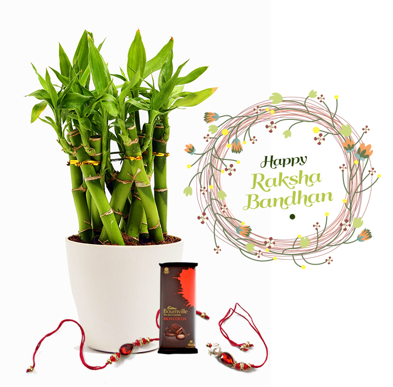 Raksha Bandhan Gift Lucky Bamboo Cage Combo with Rakhi