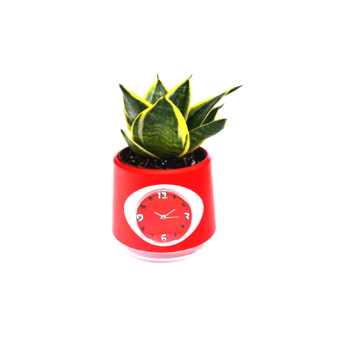 Milt With Clock Pot Plant