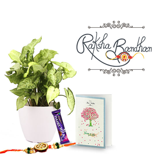 Nurturing Green Glow Lite Lime n Lemon Syngonium Plant