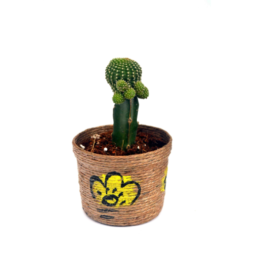 Green Cactus Plant