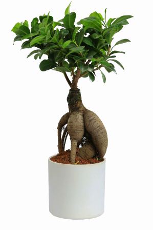 Nurturing Green Ficus 2 year Old White Pot Plant