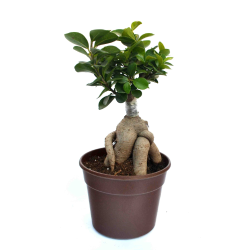Grafted Ficus 3 year old Plant