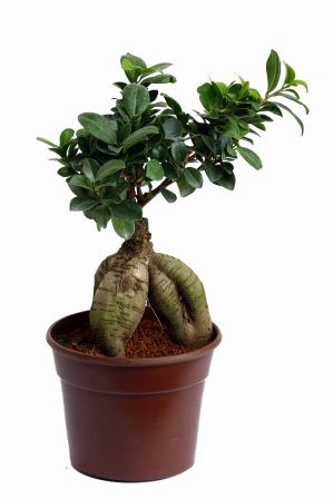 Nurturing Green Ficus 4 year Old Plant