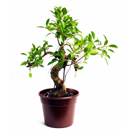 S Shape Dark Brown Pot 5 year old Plant