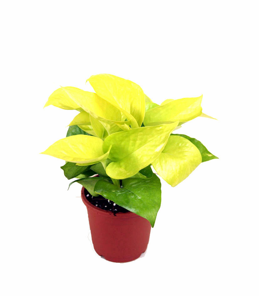 Golden Pothos Plastic Pot Plant