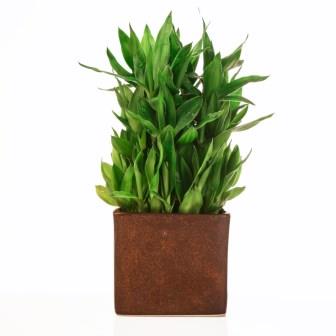 Lucky Bamboo 3 layer Marble Finish ceramic Pot Plant