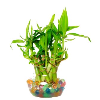 Extra Small Tumbler Bamboo Plant