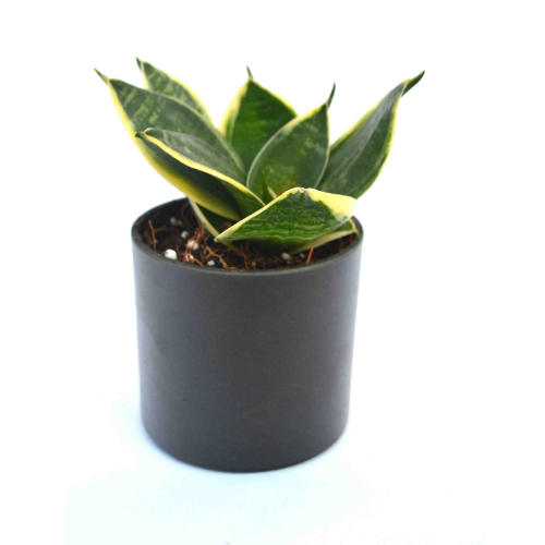 Milt Plant Black Fibre Pot