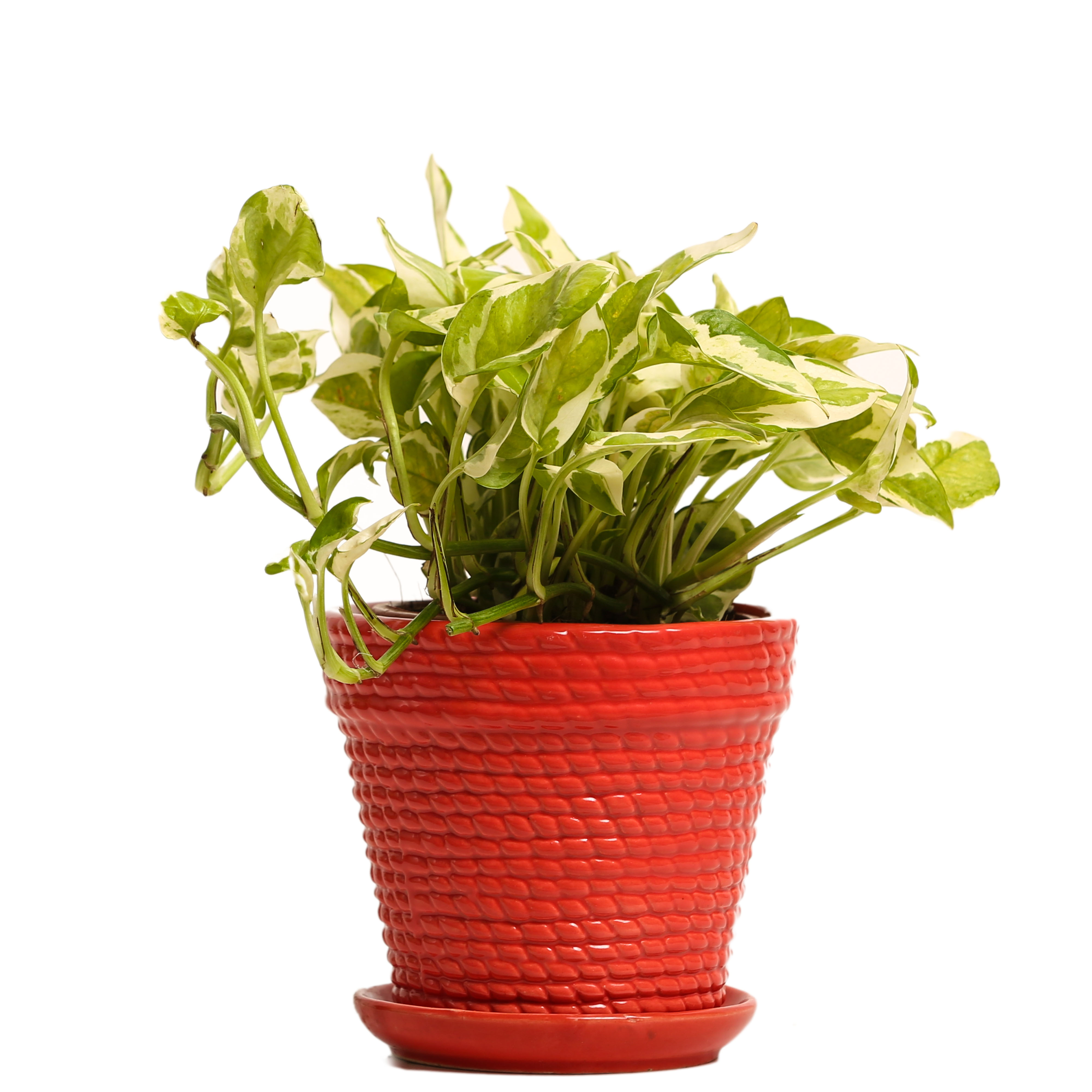 Indoor Plant White Pothos Red Ceramic Pot