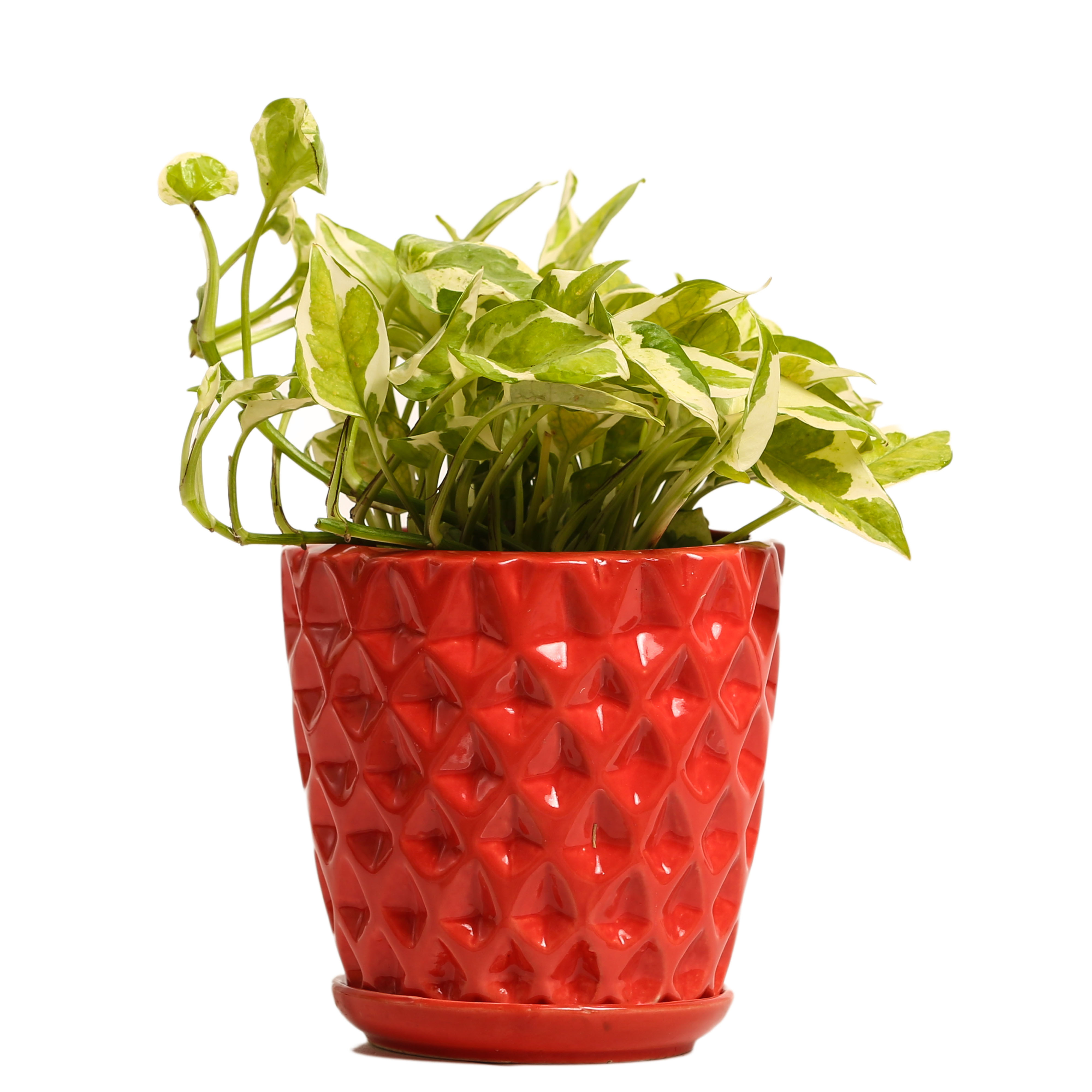 Indoor Plant White Pothos Red Ceramic Pot