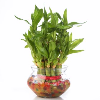 Lucky Bamboo Two Layer round glass pot Plant