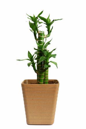 Nurturing Green Cutleaf Bamboo Plant