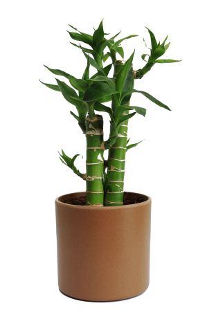 Nurturing Green Cutleaf Bamboo Plant