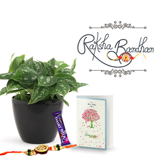 Magical Lite Silver Scindapsus Plant