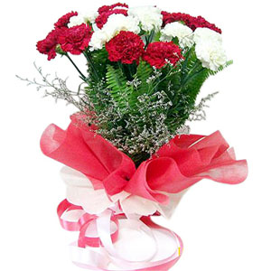 Red and White Carnation Flower