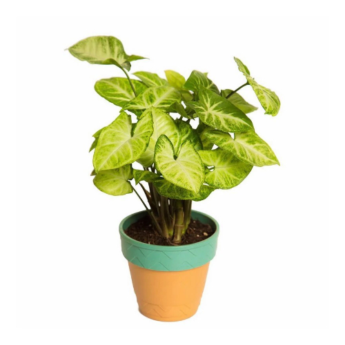 Indoor Plant Hybrid L&L Syngonium in Self watering Plant