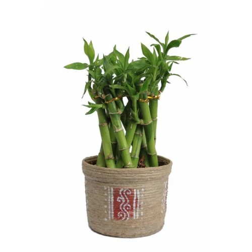 Bamboo Cage Broad Plant