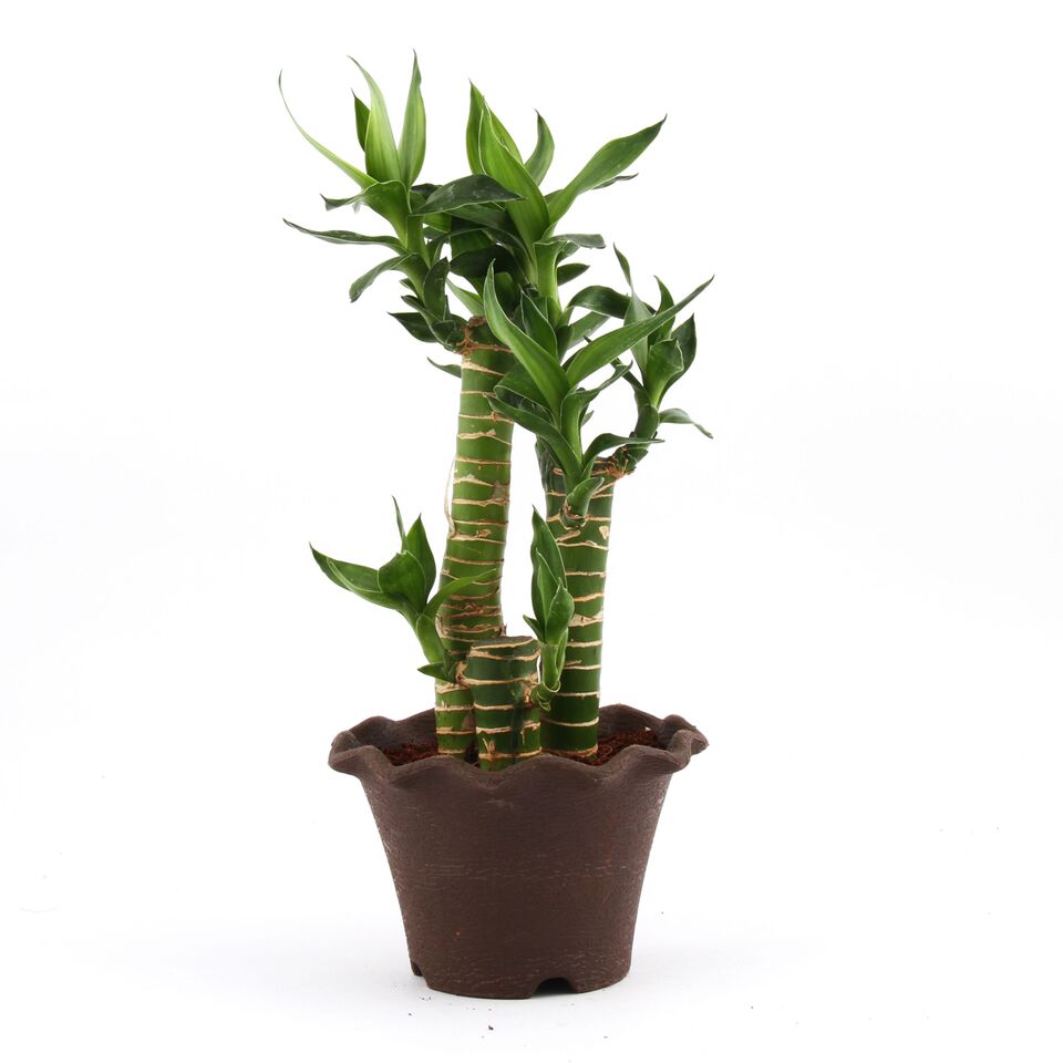 Nutty Lite Cutleaf Bamboo Plant
