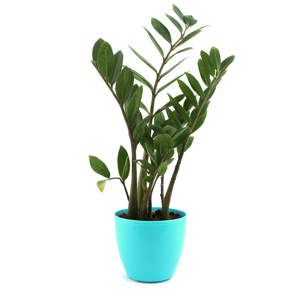 Aquamarine Lite ZZ Plant