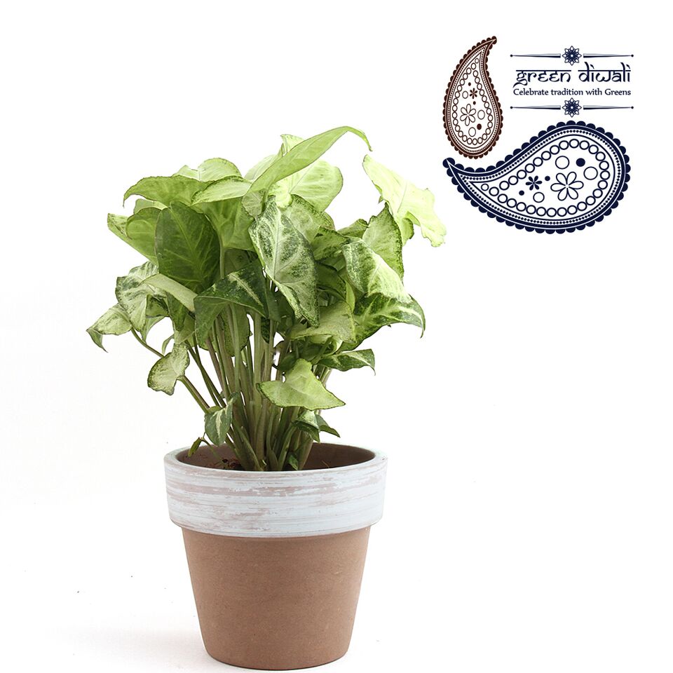 Nurturing Green Terra Cotta Syngonium Plant Blue