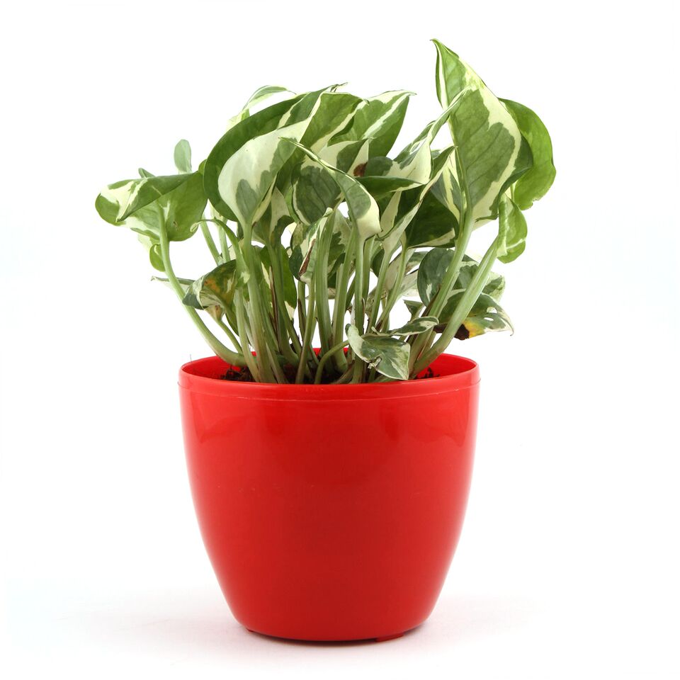 Ruby Lite White Pothos Plant