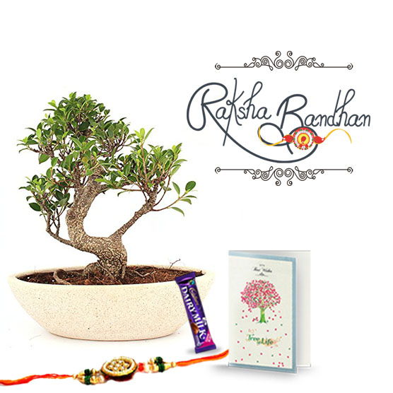 Nurturing Green Perfect S Bonsai Plant