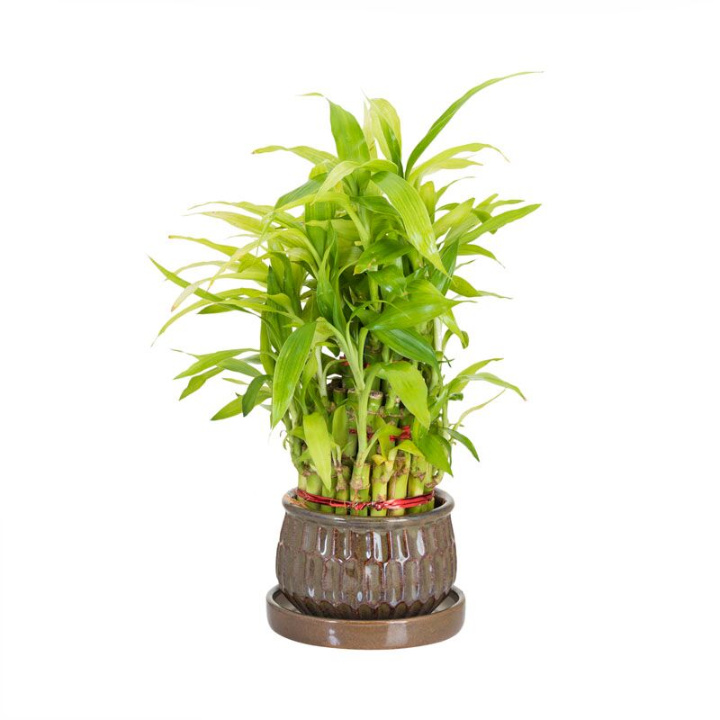 Lucky bamboo in a bister colored rare pot