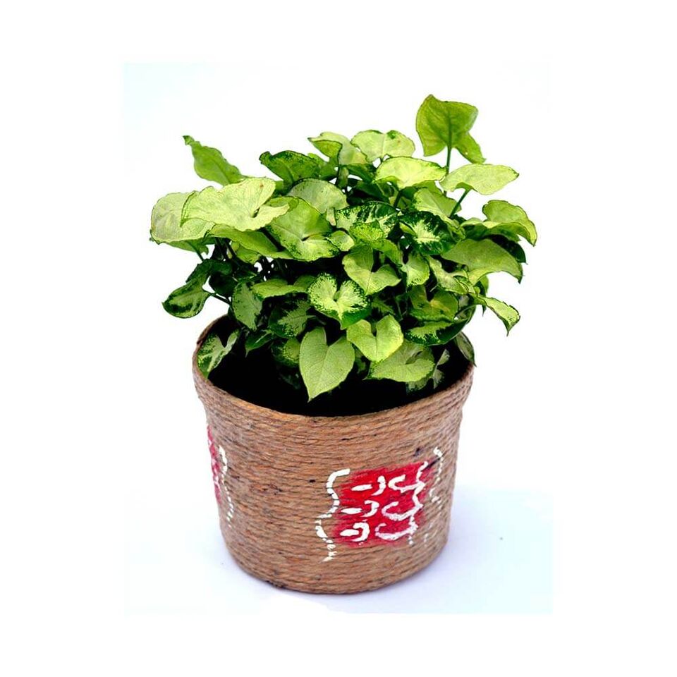 Jute Chilli Syngonium Plant